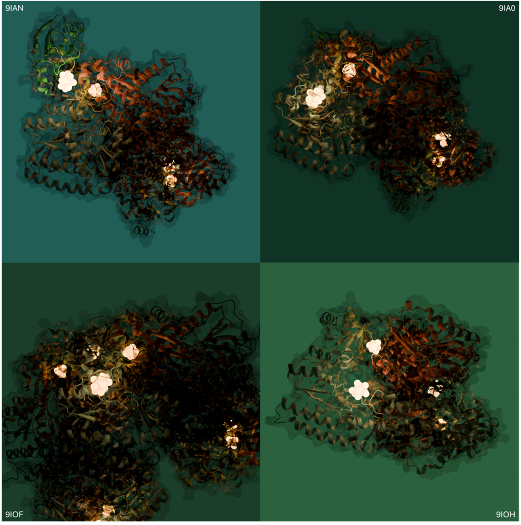 Nitrogenase protein structures from Synanthra's Nature Chemical Biology publication