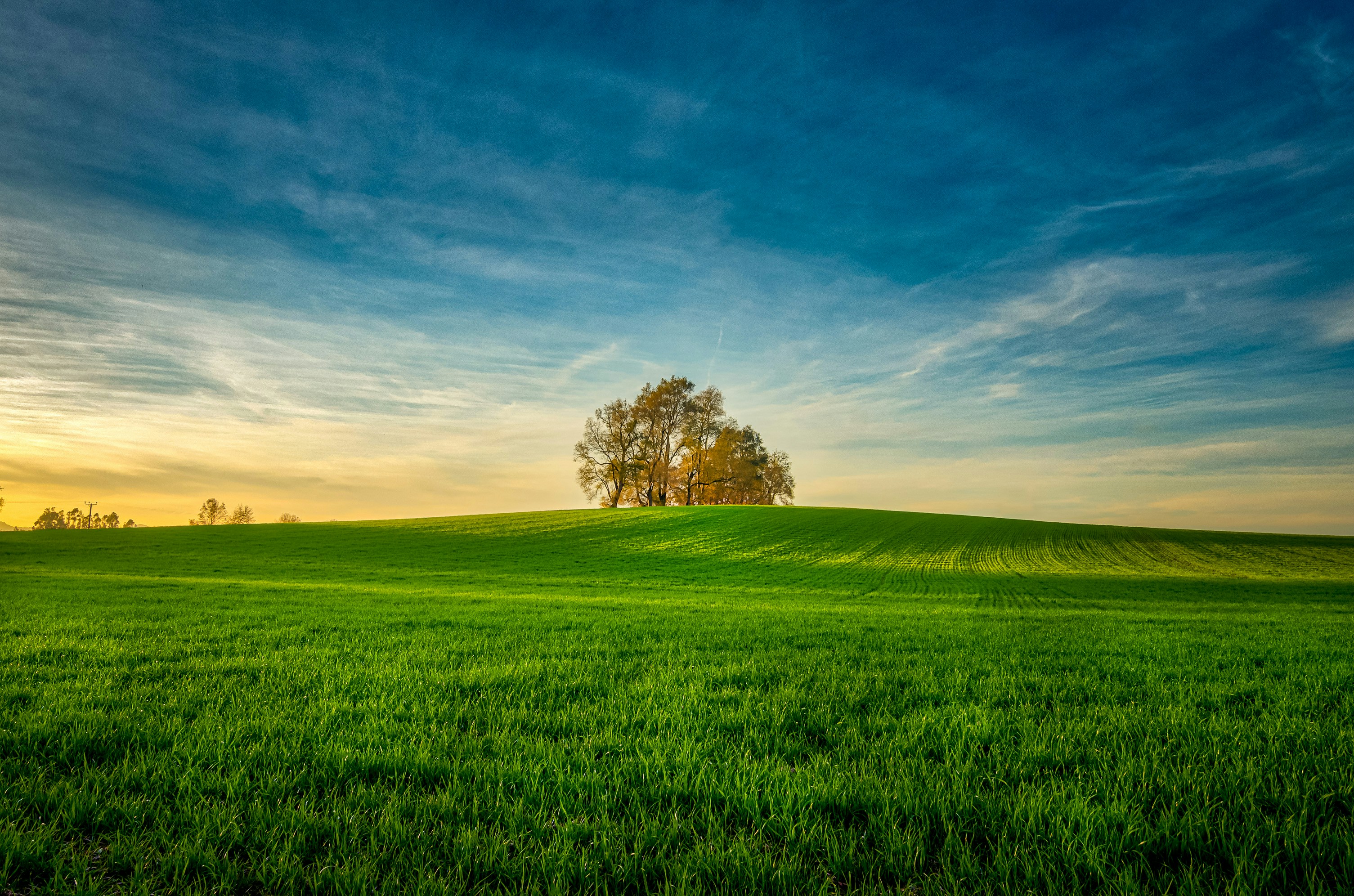 Green agricultural field at sunset